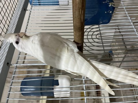 Albino sultan papağanı yavrular
