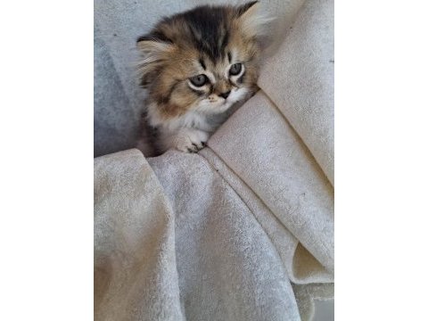 Scottish fold ve british shorthair yavrularımız