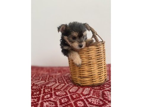 Teacup yorkie baby