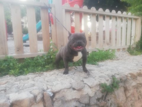 Excotik blue fransız şu an tek ölçülere sahip