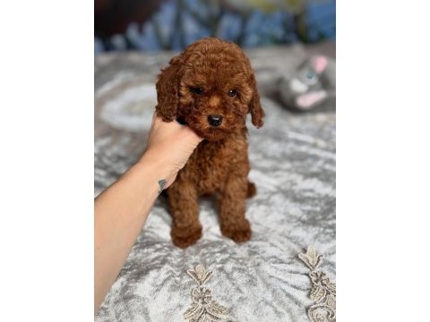 Efsane toy poodle yavruları 