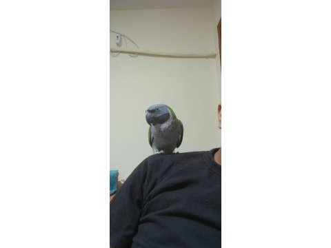 Sahibinden derbiyan papağanı