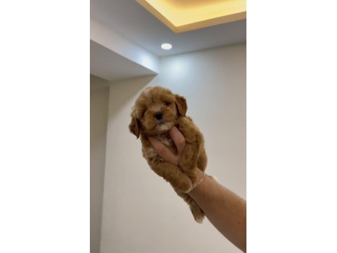 Maltipoo party color kuyruksuz 