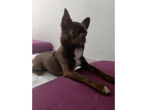 Şivava köpeğimiz için gelinimiz olmak ister misiniz?