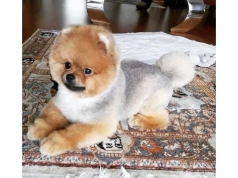 Yavru ve yetişkin a kalite pomeranian