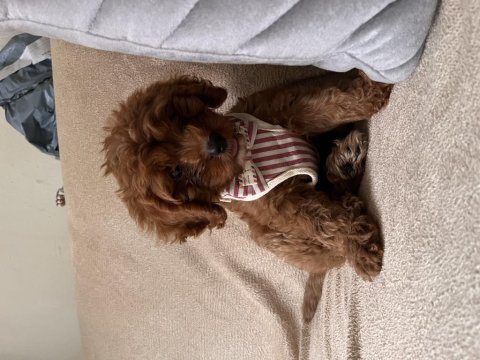 Cavapoo orijinal 2 aylık