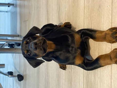 A kalite doberman siyah 2 aylık