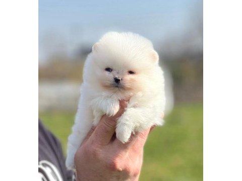 Beyaz pomeranian boo
