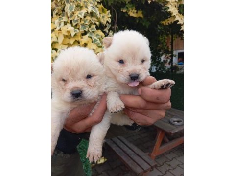 Çin aslanı chow chow bebekler