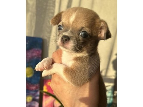 2 aylık chihuahua yavrularımıza yuva arıy oruz