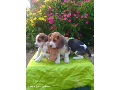 Safkan beagle yavrularımız