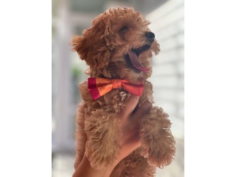 Toy poodle köpeğimi sahiplendirme