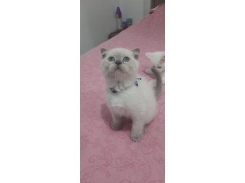 Scottish fold ve british shorthair yavrular