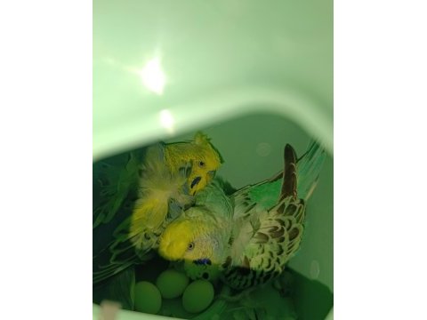 Çift japones ve jumbo muhabbet kuşları