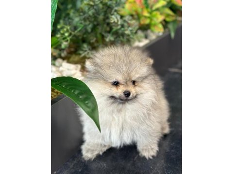 Orjinal pomeranian boo