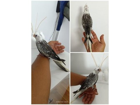 Yavru wf perl ev üretimi baba sı albino