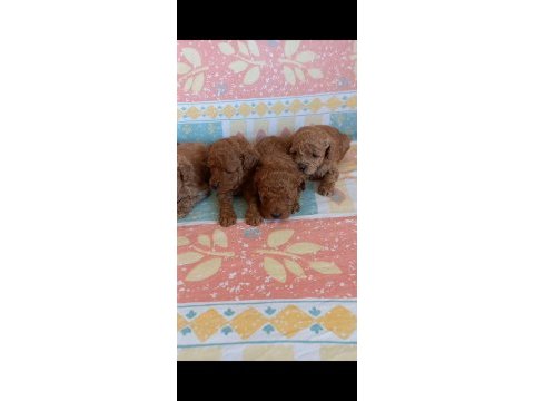 Kg garantili toy poodle yavrular