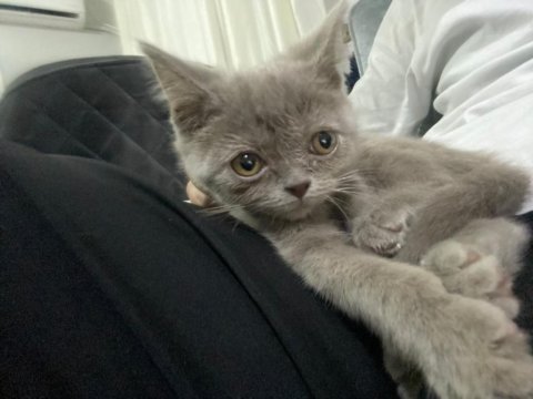 Lilac british shorthair 3 aylık