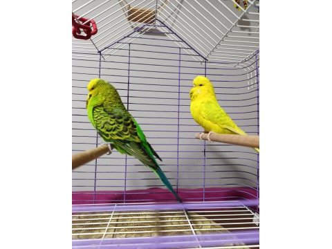 Jumbo muhabbet kuşu çift
