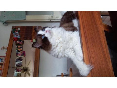 Tr en yakışıklısı ragdoll