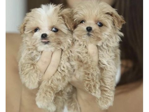 Maltipoo safkan köpekler