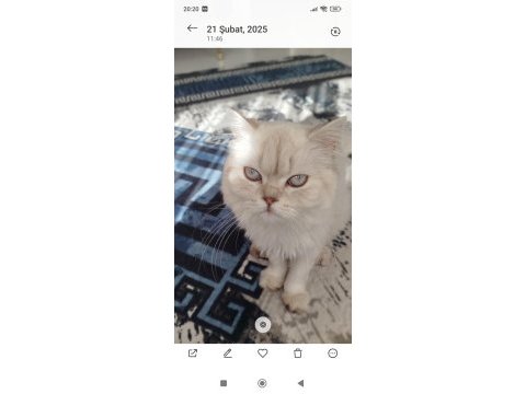 Yetişkin dişi british shorthair kısır değildir