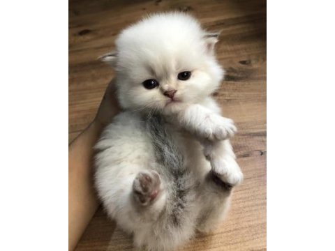 Muhteşem safkan british longhair ve british shorthair yavru
