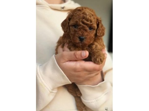 Karakteri ve görünüşüyle özel poodle