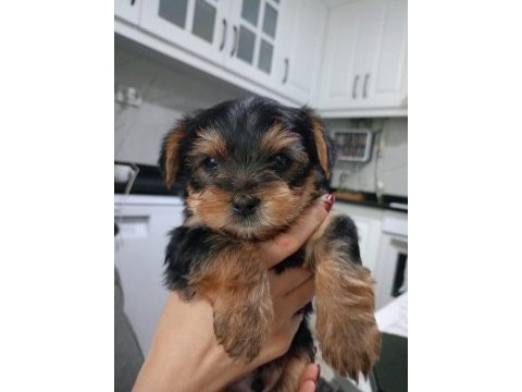 Yorkshire terrier teacup