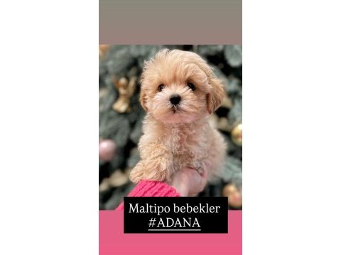 Eğitimli maltipoo yavrular