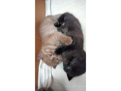 British shorthair yavrumuz