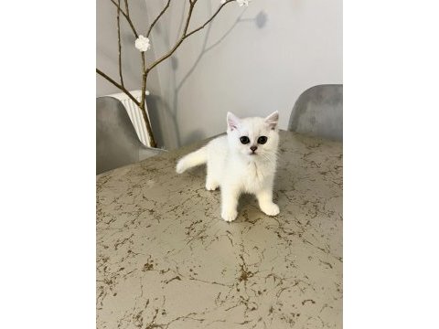 Tatlı british shorthair kediler