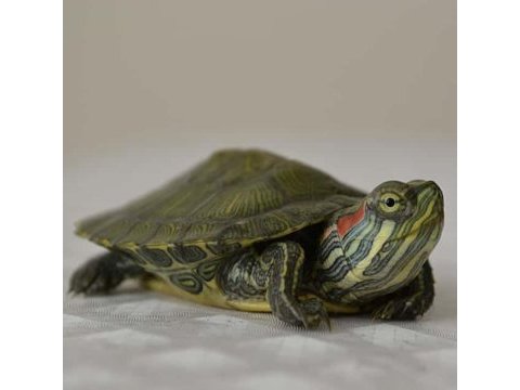 Bebek kaplumbağalar hazır