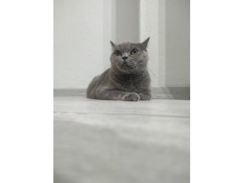 Birbirine alışkın iki safkan dost british shorthair