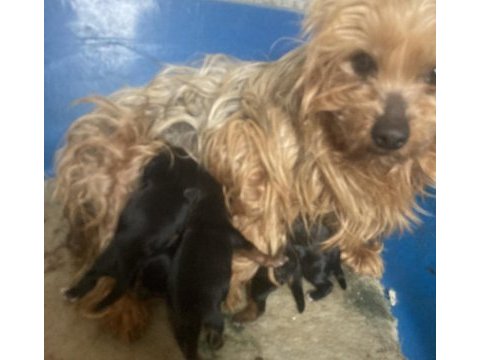 Morkie köpekler