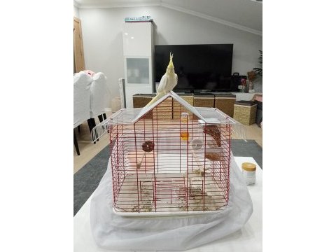 5 6 aylık sultan papağanı