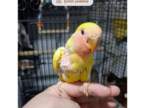 Yeni yeme düşen sultan papağanı yavrular