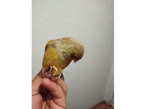 Kanarya