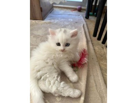 Bal gibi tatlı yavru british longhair kediler