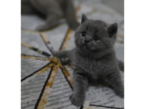 Ayı kafa gri yavru british shorthair