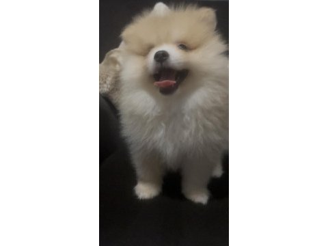 Erkek tombik çok tatlı pomeranian