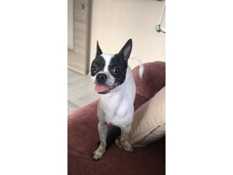 Chihuahua 1 yaşında ev eğitimli çipli