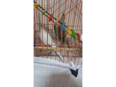 Albino erkek grey disi sultan papağanları