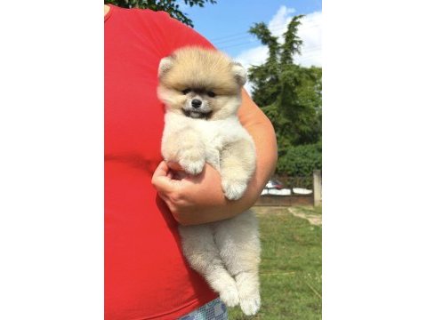 Portakal gibi kız pomeranian boo