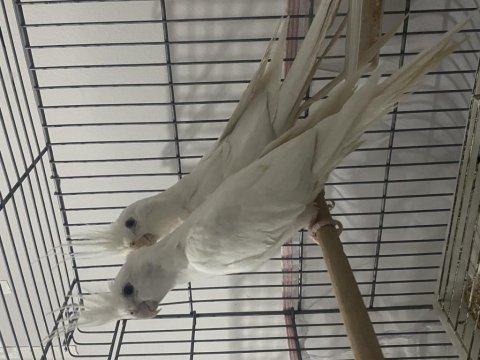 Albino takım sultan 1+1