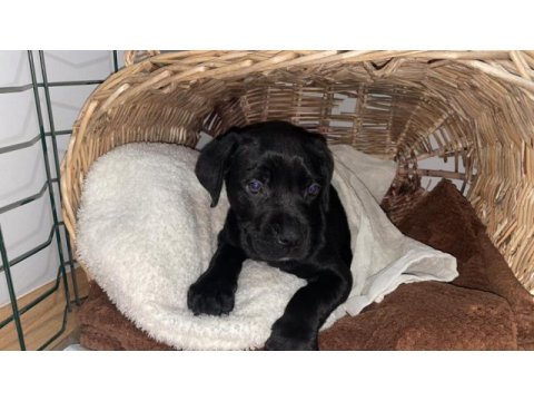 A kalite cane corso