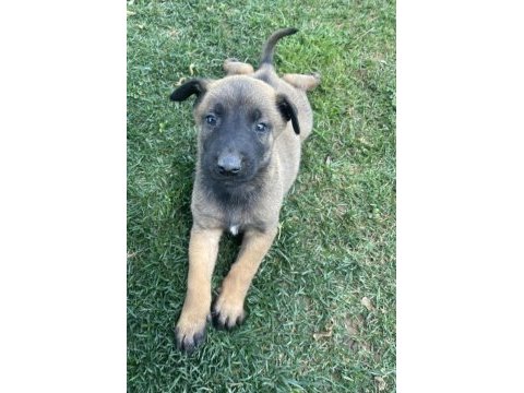 İrkinin en iyi belçika kurtları (malinois)