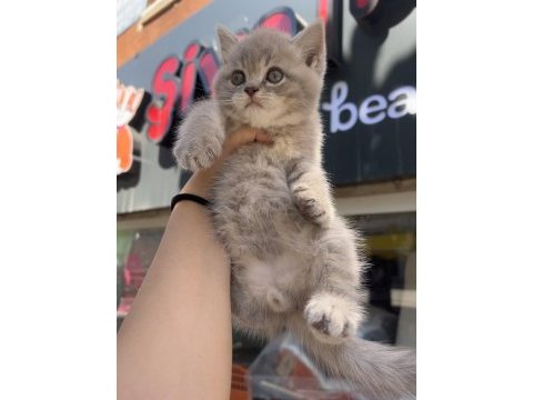 British shorthair lilac top kafa erkek