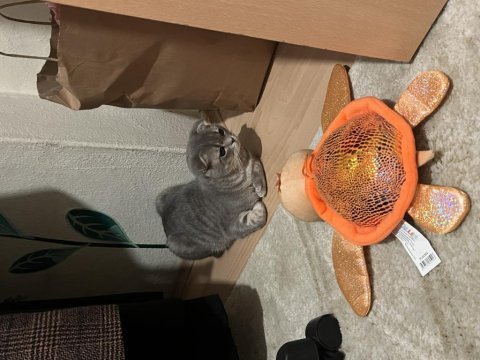Scottish fold 7 aylık
