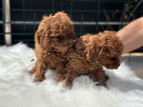 Petmode köpek çiftliğinden kore toy poodle